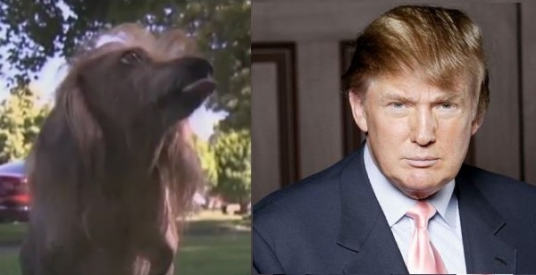 Любимец с прическата на Тръмп се бори за титлата „Най-грозно куче в света” (ВИДЕО)