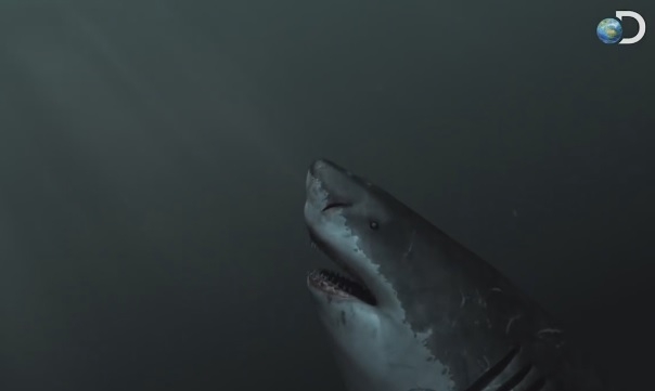 Ужас в морето: Акула с размерите на училищен автобус кръстосва дълбините (ВИДЕО)