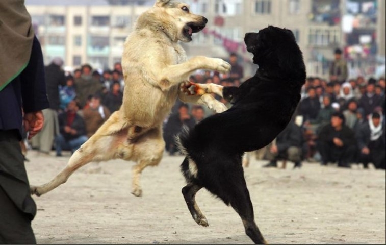 Жестокост: Отглеждали тайно кучета за боеве в Казанлък