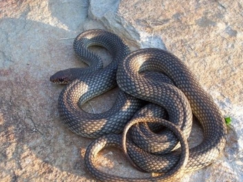 Змия изкара акъла на деца в двора на училището им 