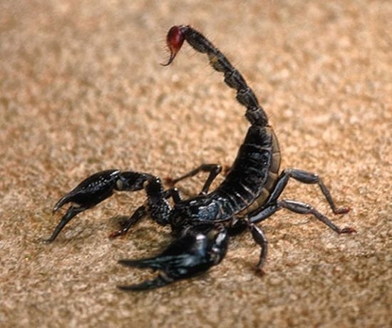 Голямо откритие: Отровата на скорпион лекува... 