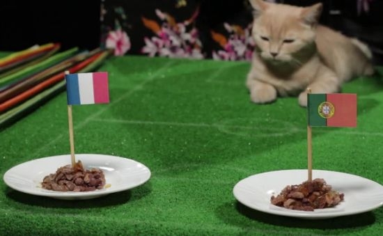 Ето на кого вещае победа на Европейското котката-пророк Жо Тем (ВИДЕО)