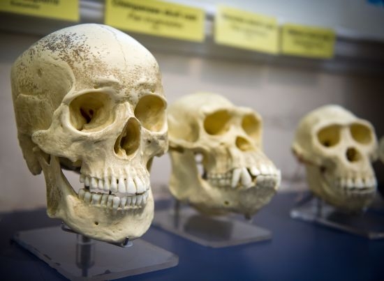 Учени разбиха на пух и прах теорията за човешката еволюция