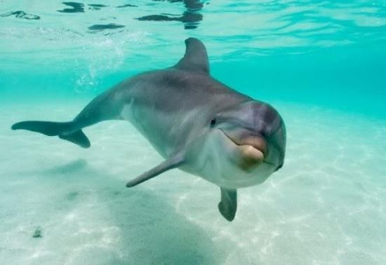 Араби броят 300 лева за пържола от делфин по Черноморието  