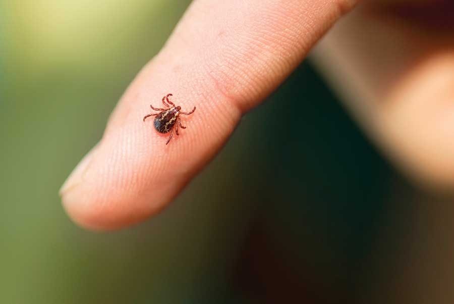 Кърлежи и комари докараха лаймска болест и марсилска треска в Пловдив