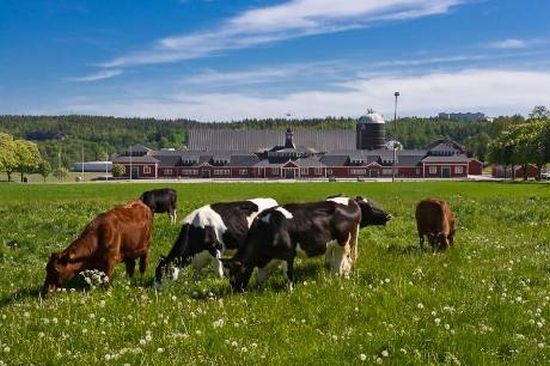 Експерти си трошат главите, но не могат да разгадаят мистерията със самоубиващите се крави в Швейцария