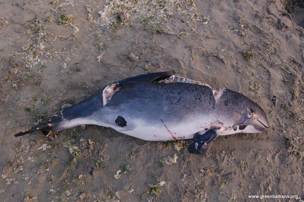 Нова версия: Военни взривове убили делфините	