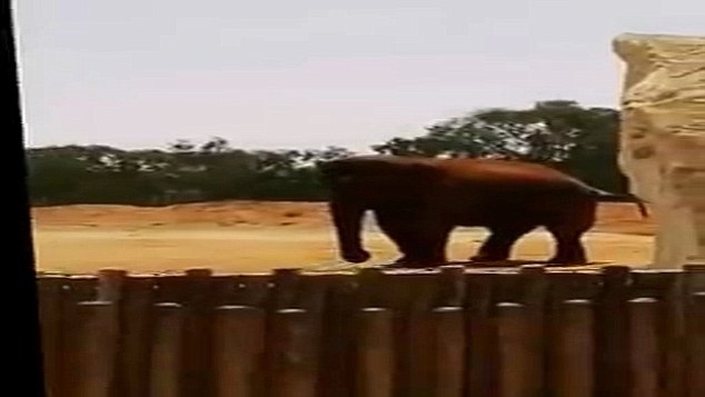 Шокиращо! Слон в зоопарк хвърли камък по момиченце и го уби (ВИДЕО 18+)   