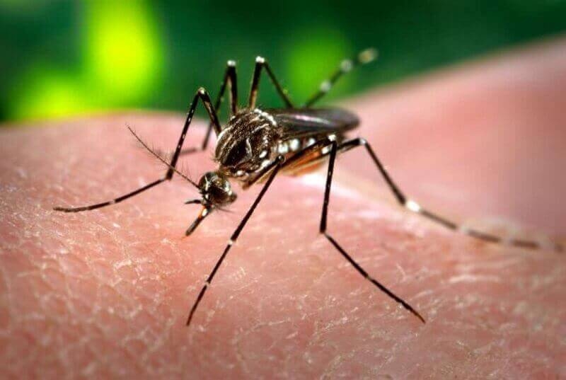 Пуснаха генно модифицирани комари на Каймановите острови