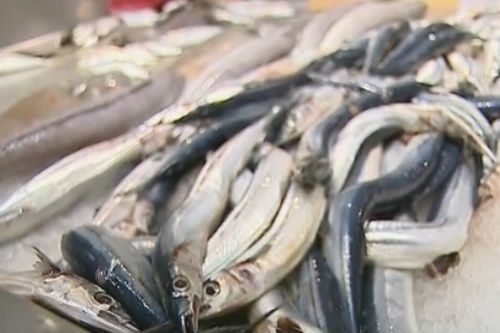 Каква риба ядем по Черноморието? (ВИДЕО)