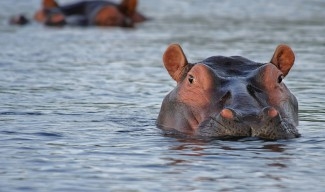 Хипопотам глътна 2 г. дете, а после стана чудо