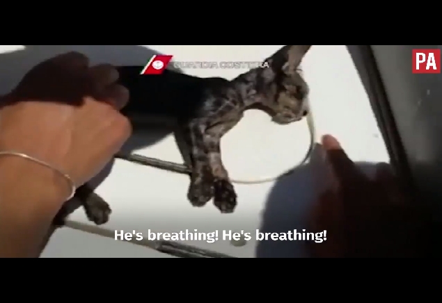 Служител на италианската брегова охрана спаси коте с изкуствено дишане (ВИДЕО)