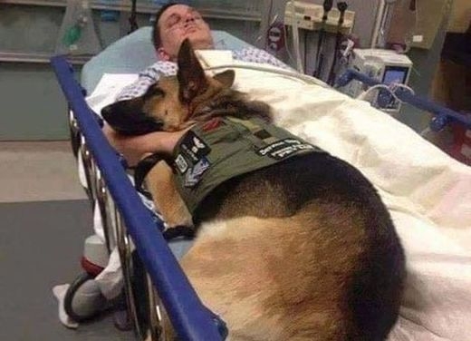 Трогателно! Куче отказа да напусне болничното легло на ранен американски войник