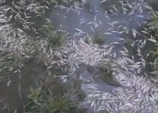 Река Караагач побеля от мъртва риба (ВИДЕО)