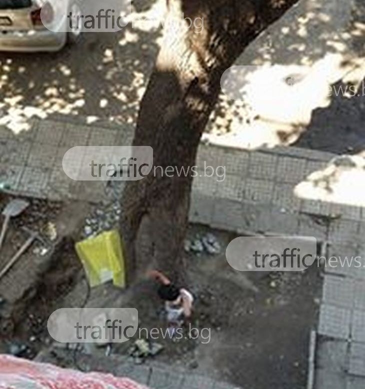 Това е „Столипиново”: Ром отряза две дървета, за да си прекара вода в гаража (ВИДЕО)
