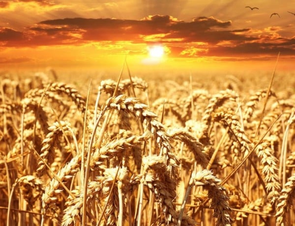 Русия става лидер на зърнения пазар  
