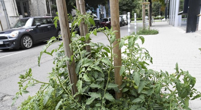 Шок! Отглеждат домати на тротоар в центъра на София (СНИМКИ)