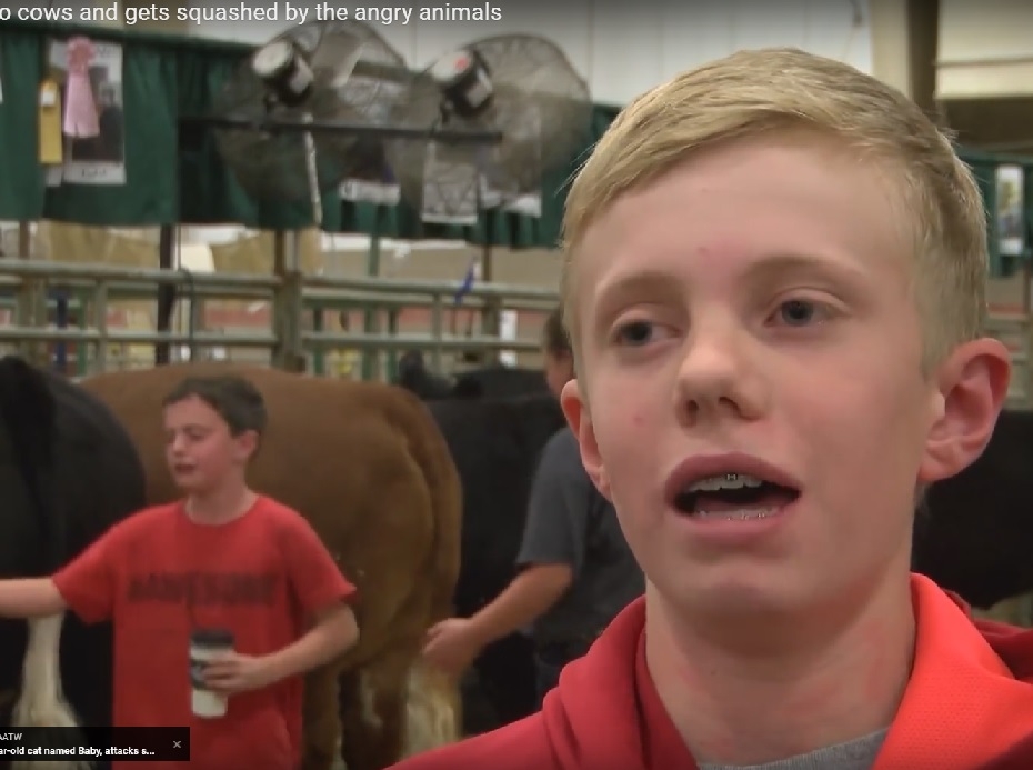 Крави сплескаха момченце в пряк ефир (ВИДЕО)   