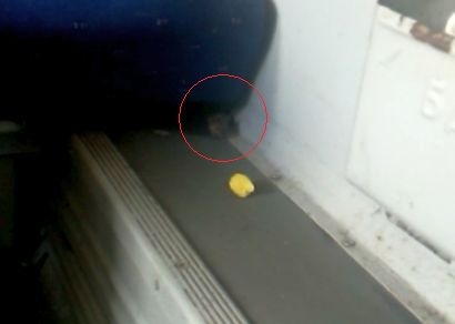 Гадост! Мишка се разхожда сред ужасна смрад и мръсотия във влака София- Бургас (ВИДЕО)