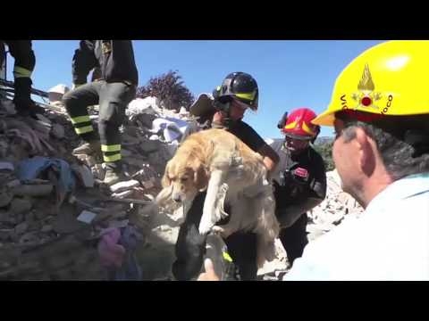 Чудо! Спасиха куче след 9 дни в развалините на рухнала от труса къща в Италия (ВИДЕО)