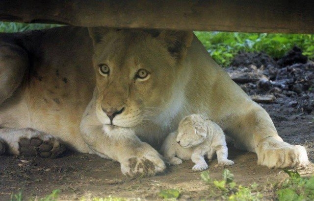Снежно бяло лъвче се роди в Унгария (СНИМКИ)