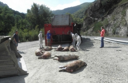 Над 30 прасета са безследно изчезнали след катастрофата в Кресненското дефиле (ВИДЕО)