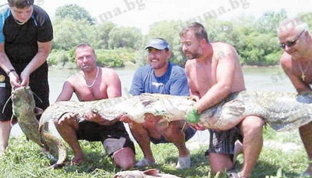 Лекари рибари с трофеен улов, джипи извади 60-килограмов сом от "Берсин"