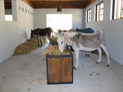 Правят педикюр на пенсионирани магарета в първия приют у нас (СНИМКИ)