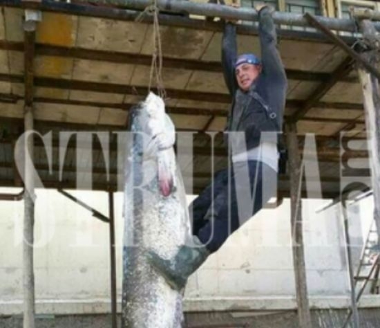 Рибари извадиха истинско чудовище от водите на Дунав (СНИМКИ)