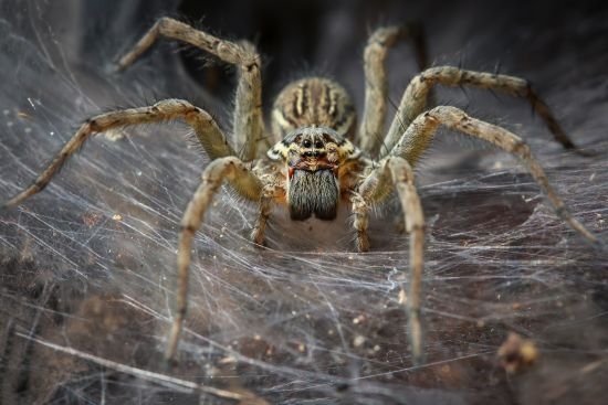 Изумителни факти за паяците, доказващи колко са ни нужни (ВИДЕО)