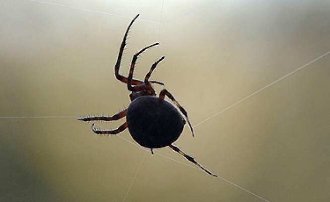 Осем естествени начина за защита на дома от паяци