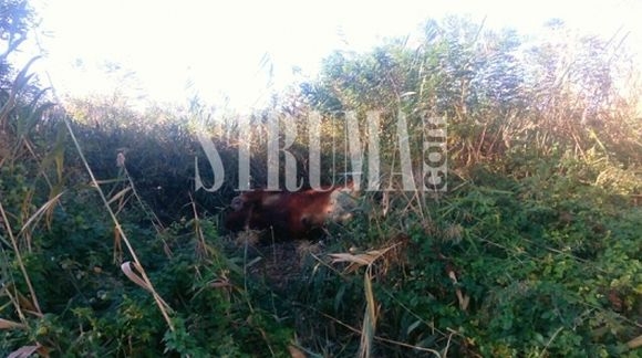Застреляха със снайпер могъщ селски бик, откриха го оглозган от животни