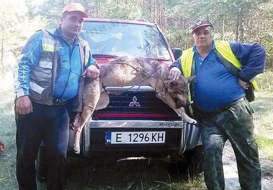 Ветеринарен лекар отстреля 60-килограмов вълк (СНИМКИ)