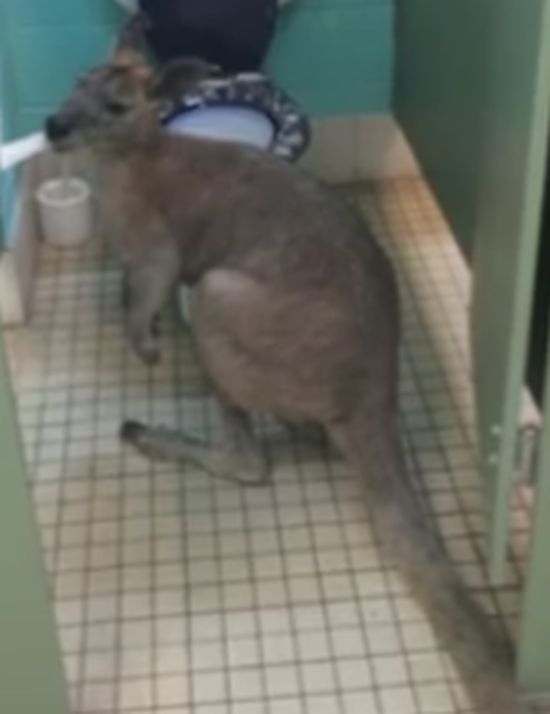 Ей това кенгуру има най-странната мания на света (ВИДЕО)