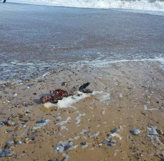 Шок! Мъртва русалка изплува край бреговете на Норфолк (ШОКИРАЩИ СНИМКИ 18+)