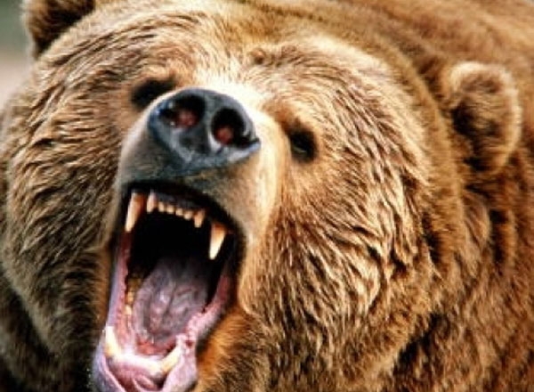 Село в паника, мечки-стръвници нападат животните