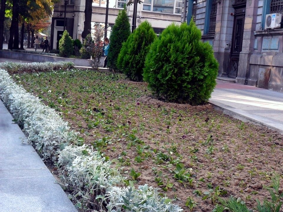 Пловдив става още по-красив: Засаждат един милион цветя