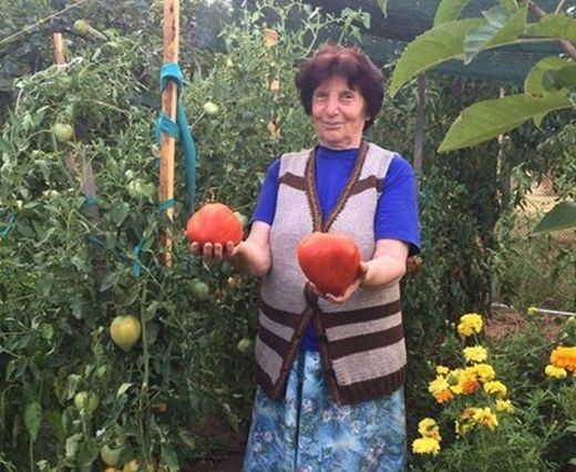 Стопанка от Гложене разкри тайната си рецепта за опазване на тези гигантски домати (СНИМКА)