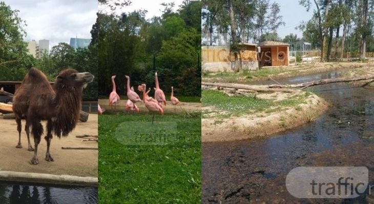 Eто кои са първите обитатели на зоопарка в Пловдив! Вижте най-привилегированите (СНИМКИ)