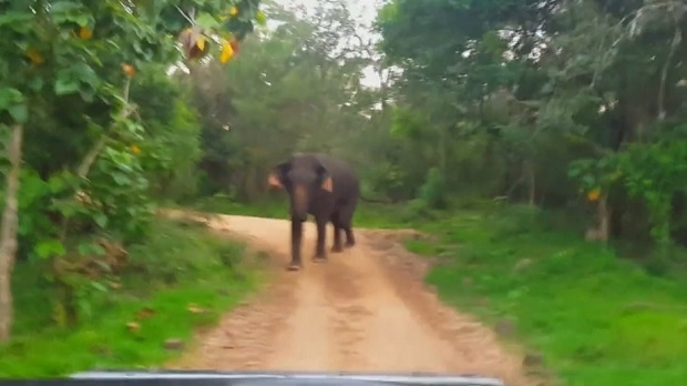Страховито! Слон се нахвърли върху екипа на „Без багаж“ (ВИДЕО)