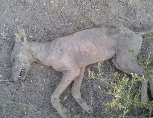 Ловци убиха Чупакабра в Киргизия, звярът дошъл от паралелни светове?