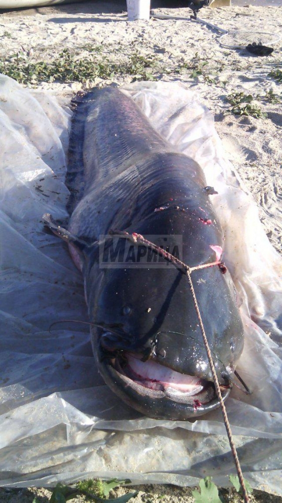 Големият улов: Пловдивчанин извади чудовище от яз. "Пясъчник" (СНИМКИ)