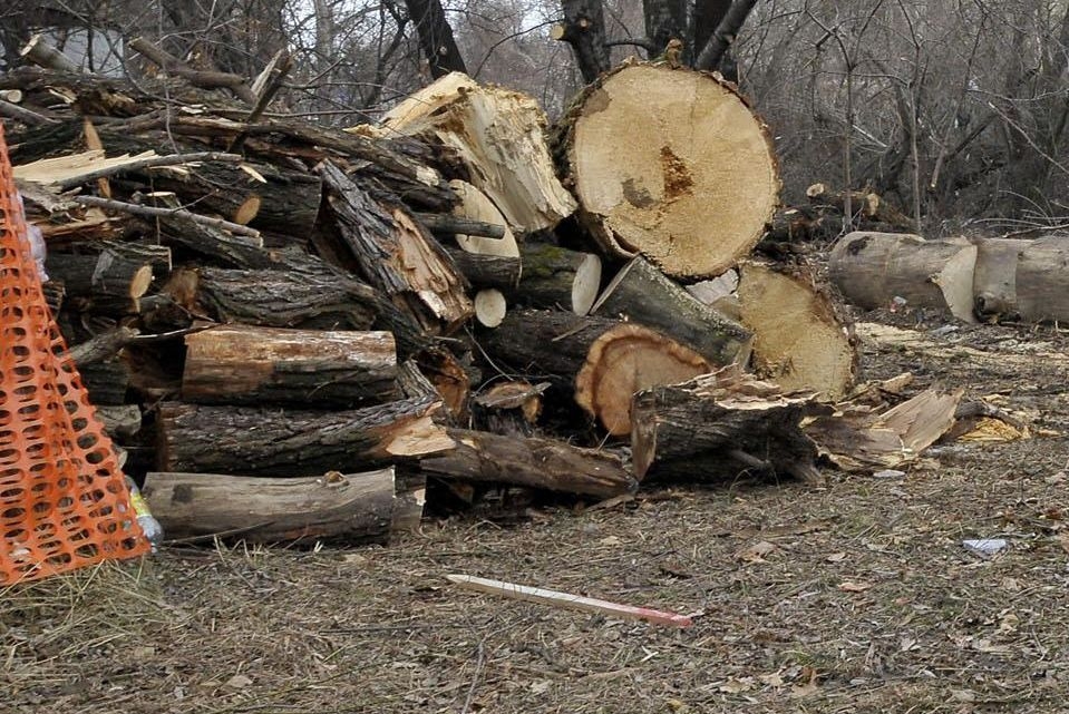 Срамота: Спипаха кмет и лесовъд да секат незаконно дърва