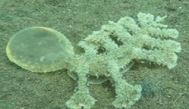 Водолаз се натъкна на странно морско чудовище с 13 крака и глава от желе (ВИДЕО)  