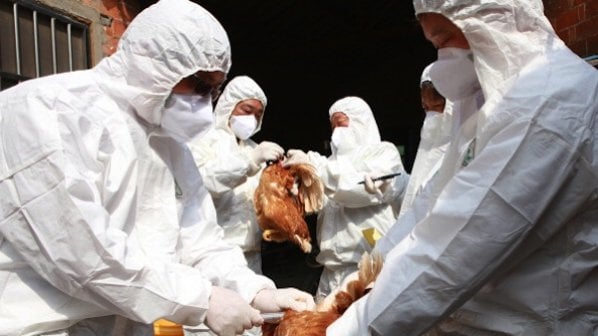 Опасен щам на птичия грип открит у диви птици в няколко европейски страни