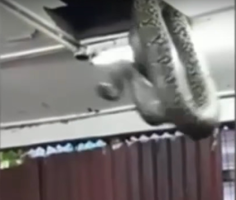 Огромна змия падна от тавана на ресторант (ВИДЕО)