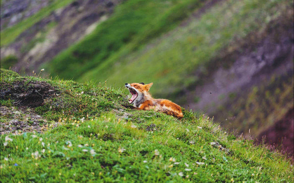 Царството на лисиците: възхитителни снимки на руската дива природа (СНИМКИ)