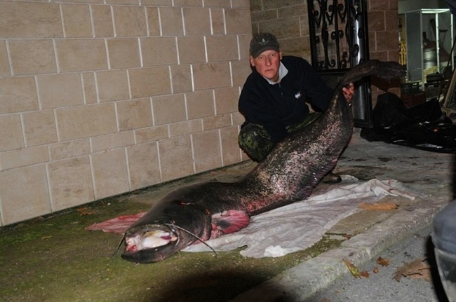 Сом чудовище яде агнeта, но рибар го гътна край Староселци (ШОКИРАЩИ СНИМКИ 18+)