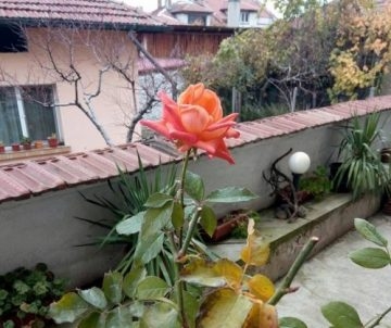 Аномалии през ноември: Роза цъфти в Пещера, малини – в Пазарджик