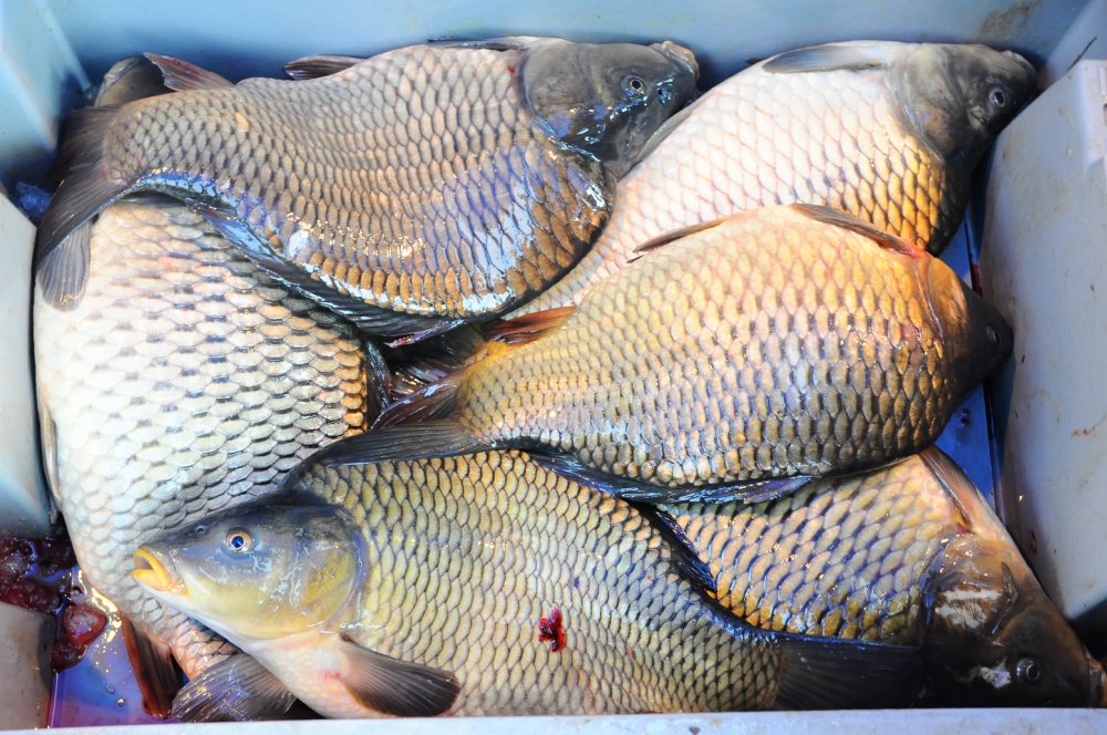 Ще останем ли без шаран за Никулден, цената на рибата гони рекорди